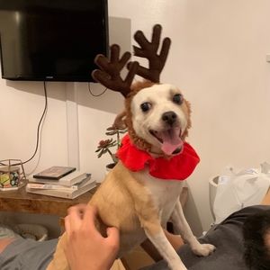 Meet your Posher, Diana